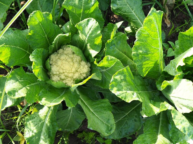 カリフラワー