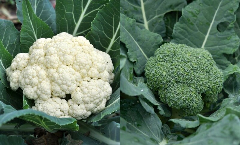 カリフラワーとブロッコリー