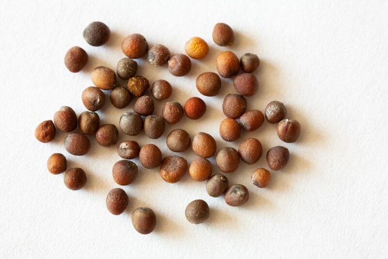 カリフラワーの種子