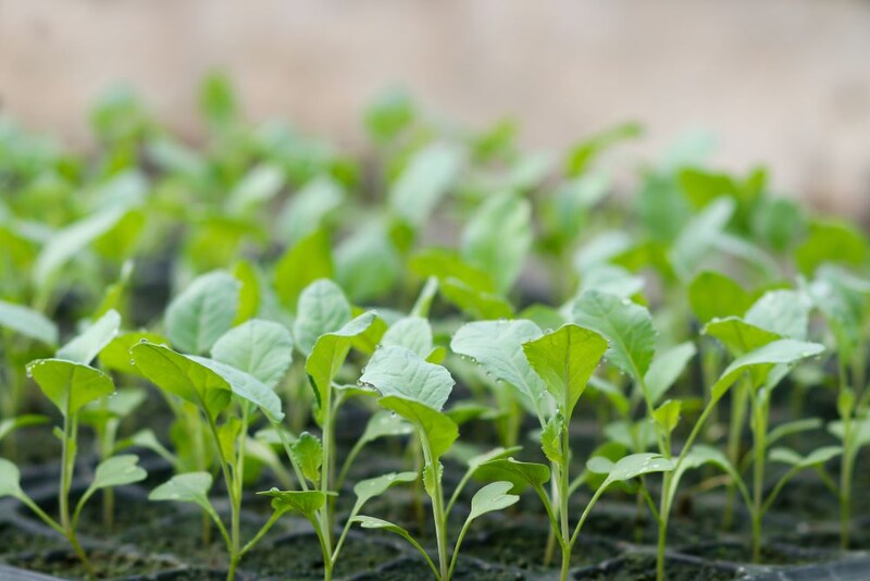 カリフラワーの幼苗