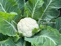 【初心者向け】カリフラワーの育て方完全ガイド｜プランター栽培のコツと失敗しないポイント