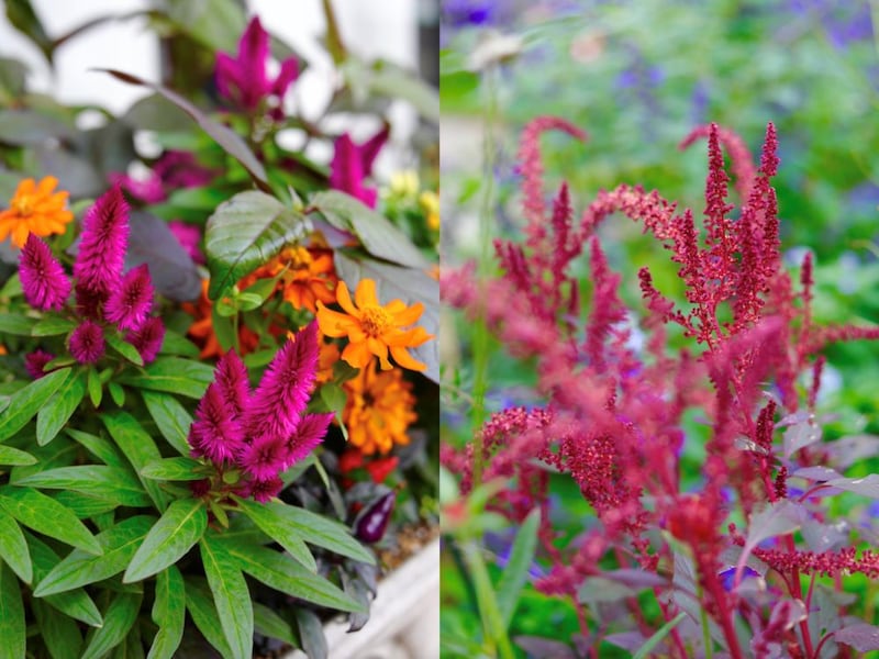 ハロウィンの寄せ植え