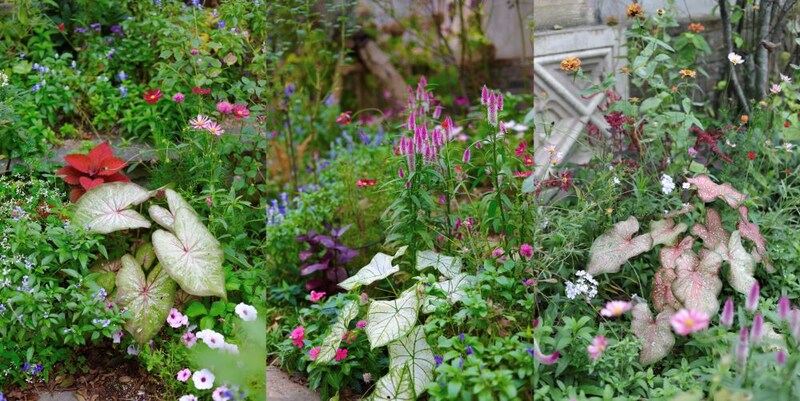 ガーデンカラジウム