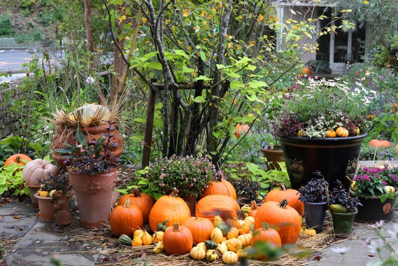 置くだけで“一気に秋映え”。カボチャと小花でつくる大人のハロウィン庭
