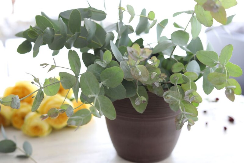 ユーカリを入れる