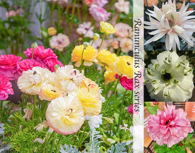 【動画あり】“咲かない・弱った”ラナンキュラス・ラックスを救う秋の植え替えと株分け+最新品種Best9