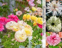 【動画あり】“咲かない・弱った”ラナンキュラス・ラックスを救う秋の植え替えと株分け+最新品種Best9