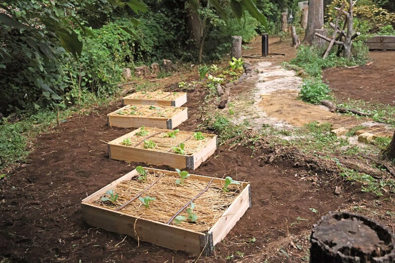 野菜の植え付けも終わった4つのガーデンボックス。手前のボックスから、ロマネスコ、白菜とリーフレタス（この2つはコンパニオンプランツ）、キャベツ、玉レタスを植えました。