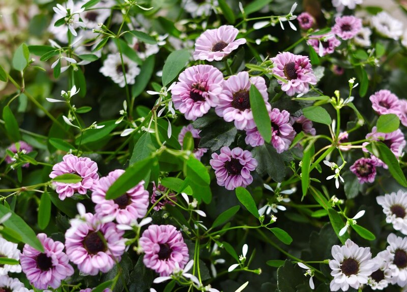 ポットマム‘インヤン’の寄せ植え