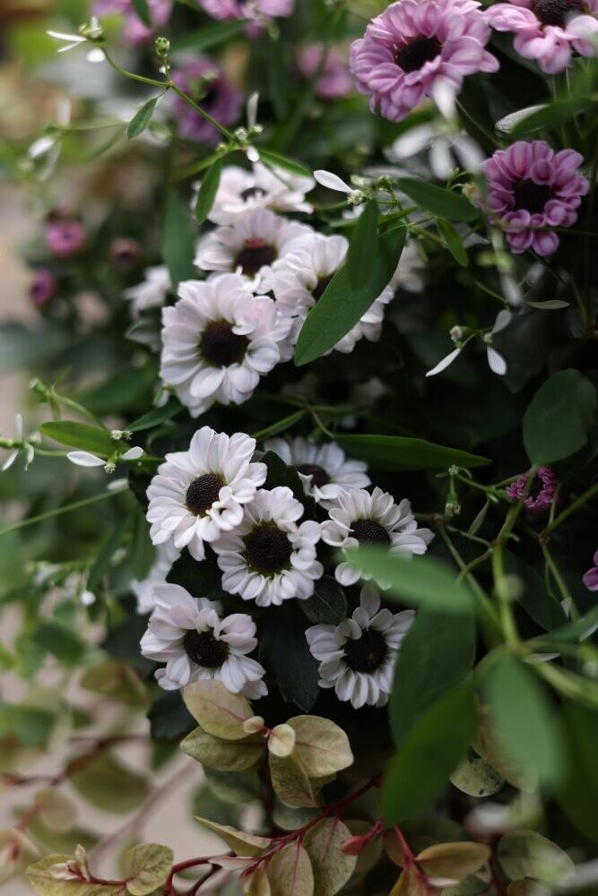 ポットマム‘インヤン’