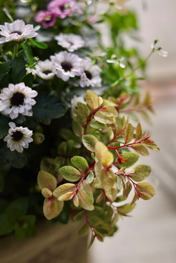 ヨウシュコバンノキ