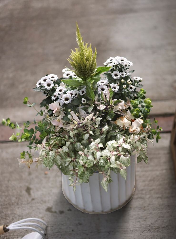 ポットマム‘インヤン’の寄せ植え