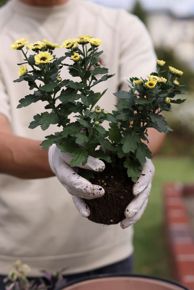 ポットマムを分ける