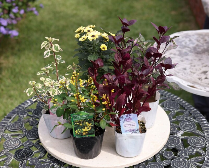 ポットマム‘インヤン’の寄せ植えの花材