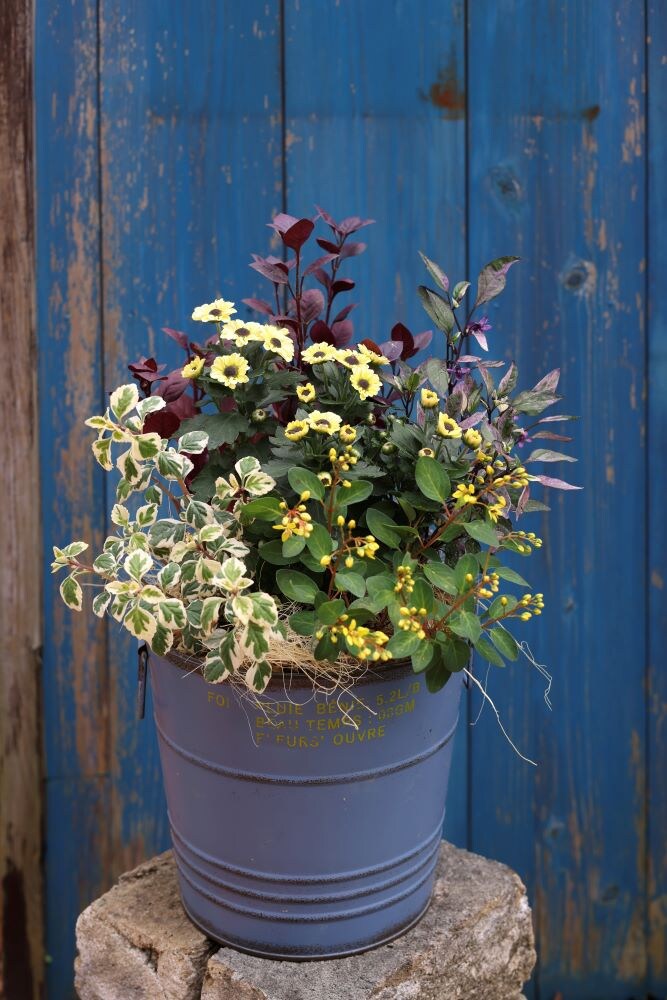 ポットマム‘インヤン’の寄せ植え