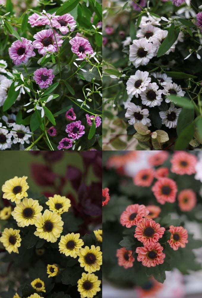 ポットマム‘インヤン’