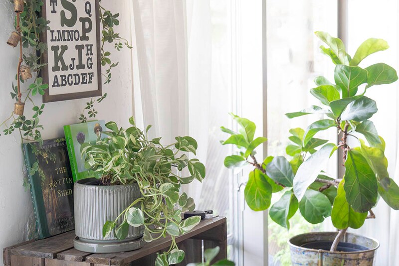 インドアグリーン