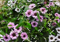 【秋の宿根草】黒芯が映える小花 ‘インヤン（陰陽）’で大人シックに｜実例3選