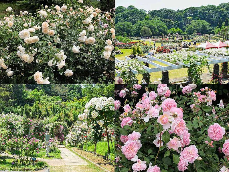 生田緑地ばら苑