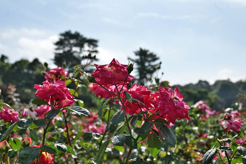 生田緑地ばら苑