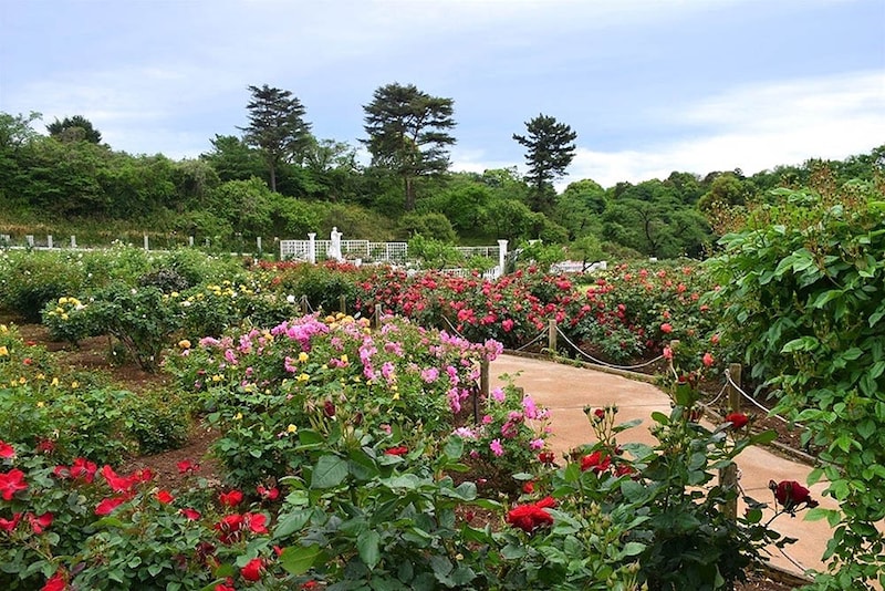 生田緑地ばら苑