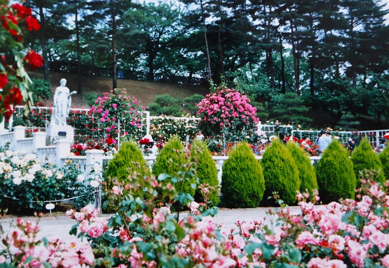 1990年代のばら苑