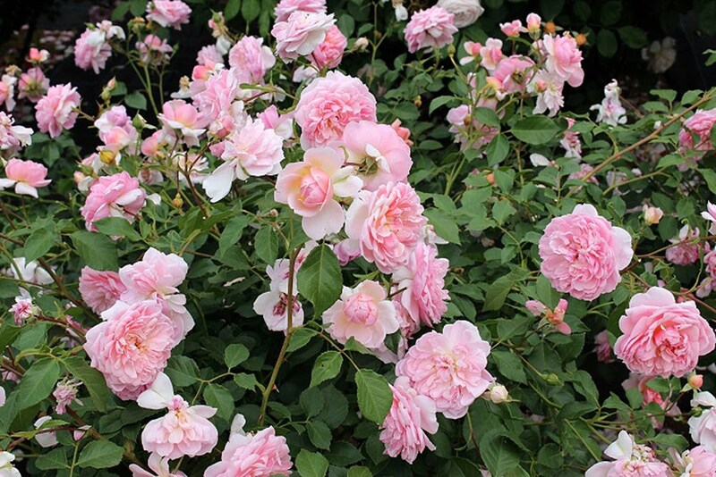 ‘アン・ブリン’