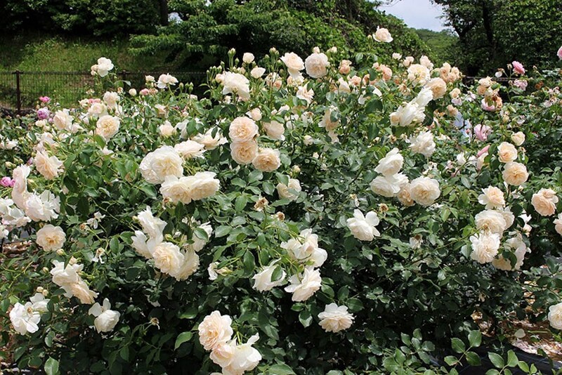 ‘リッチフィールド・エンジェル’