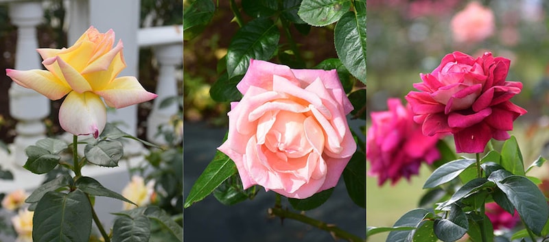 バラ‘ピース’と枝替わり