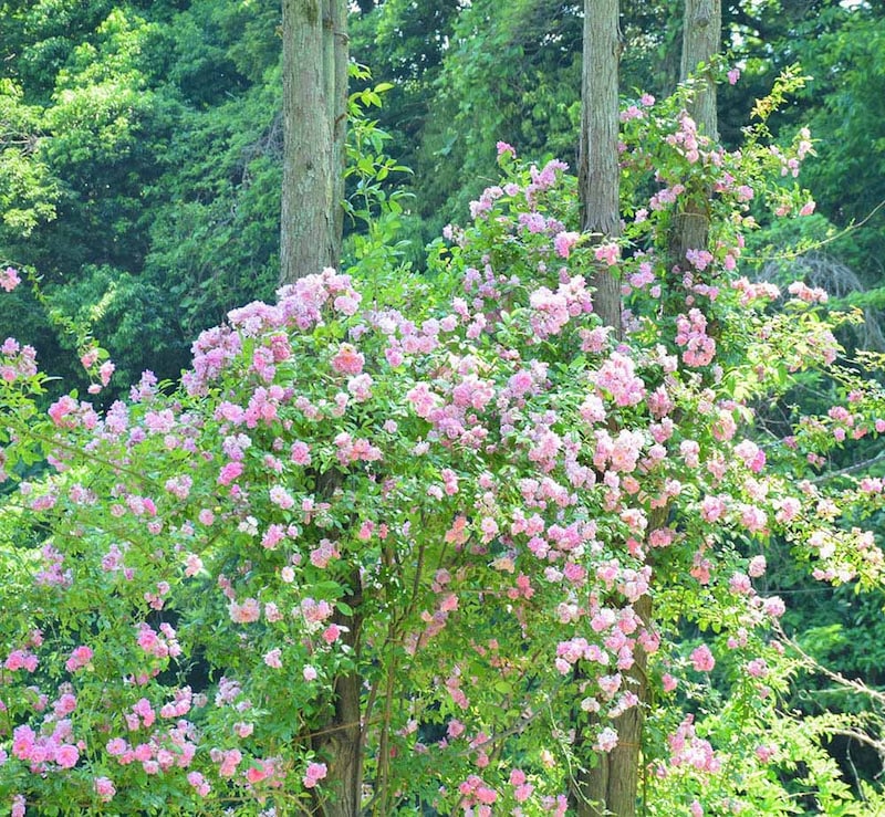 生田緑地ばら苑