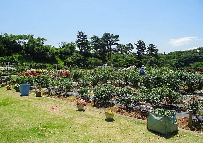 生田緑地ばら苑のボランティア