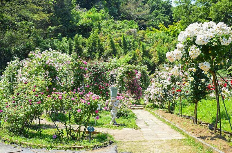 生田緑地ばら苑