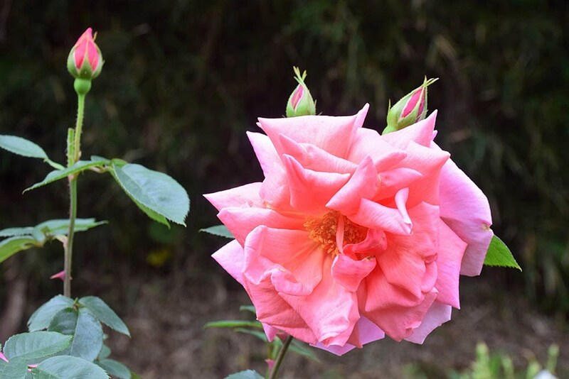 ‘マダム・エドワール・エリオ’