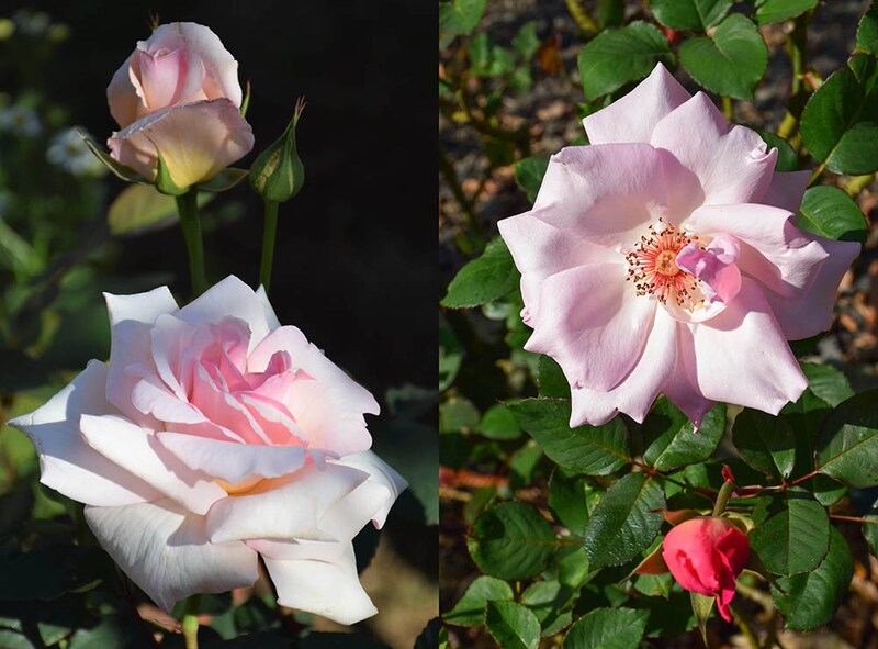 ‘オフェリア’と’マダム・バタフライ’