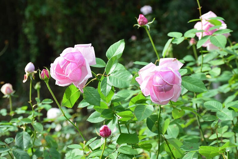 ‘ラ・フランス’