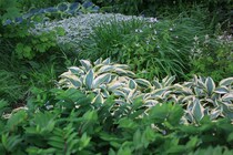 日陰の庭が一気に明るくなる宿根草ベスト15【組み合わせ実例・配置図】