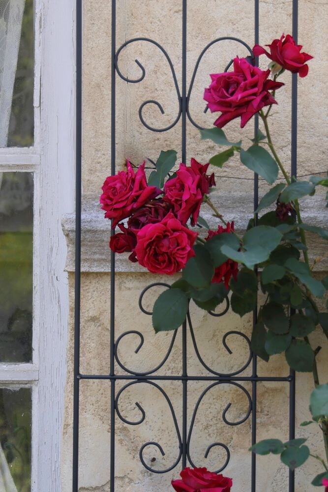 トレリス・フェンスにつるバラを誘引