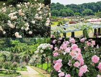 【2025年秋で見納め】67年の歴史に幕。市民が守り抜いた「生田緑地ばら苑」再整備前の最後の一般公開へ