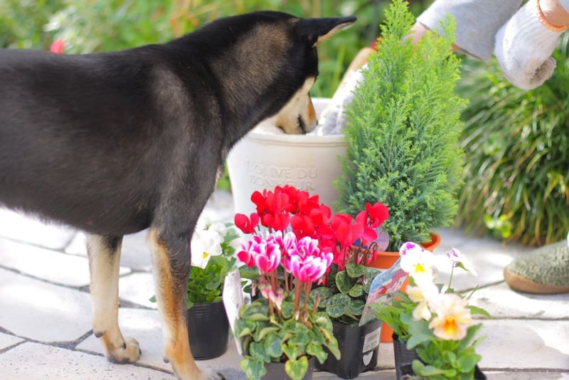 クリスマスの寄せ植え