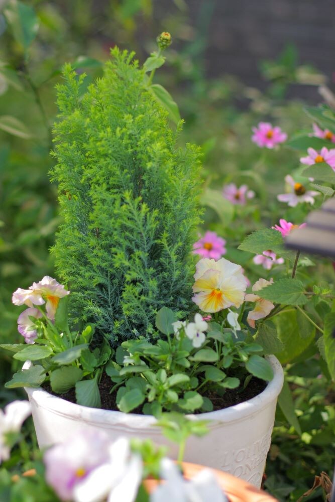 コニファーの寄せ植え