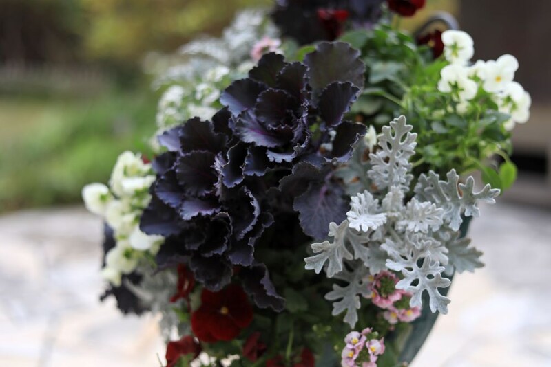 ハボタンのハンギングタイプの寄せ植え