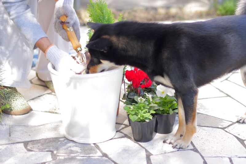 犬とガーデニング