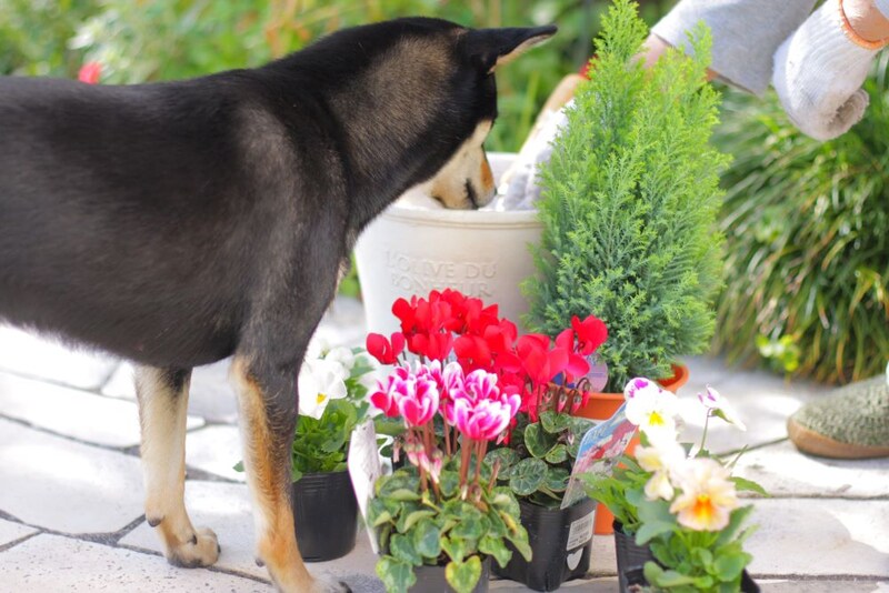 愛犬と一緒に作るクリスマス寄せ植え 寄せ植えアイデア&冬に楽しむコツ!