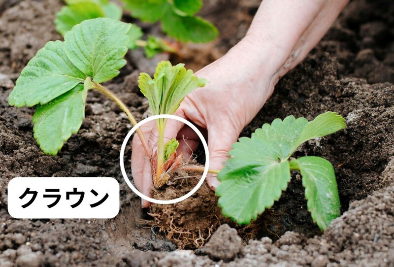 イチゴのクラウン