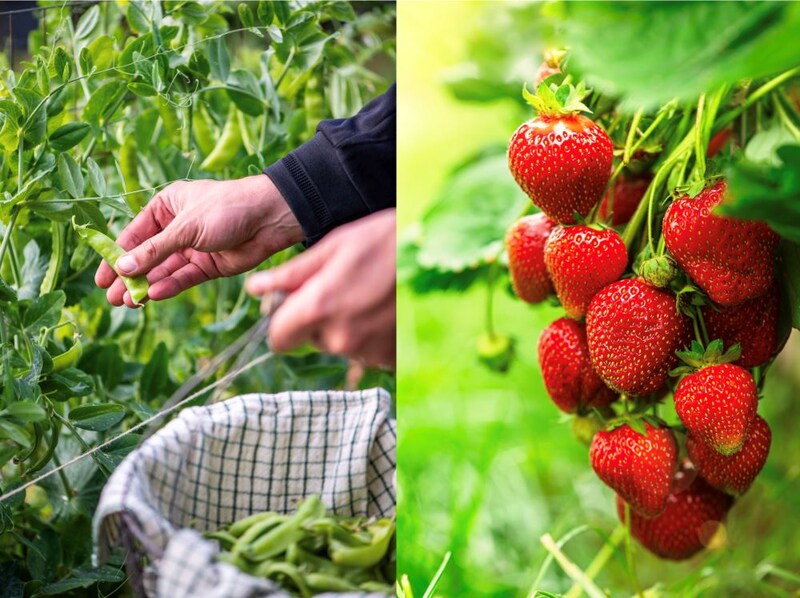 11月からでも間に合う! 家庭菜園TOP5|玉ねぎ・イチゴ・葉もの・そら豆・スナップえんどうの始め方