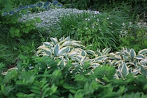 日陰の庭が一気に明るくなる宿根草ベスト15【組み合わせ実例・配置図】