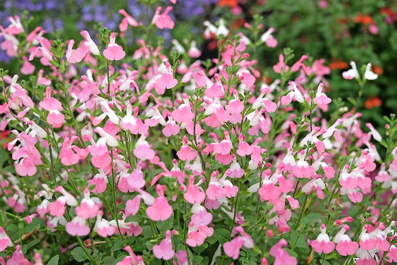 チェリーセージ