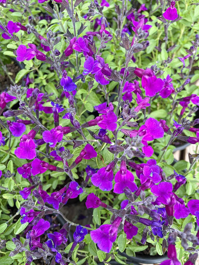 サルビア・ヤメンシス
Salvia ｘ jamensis