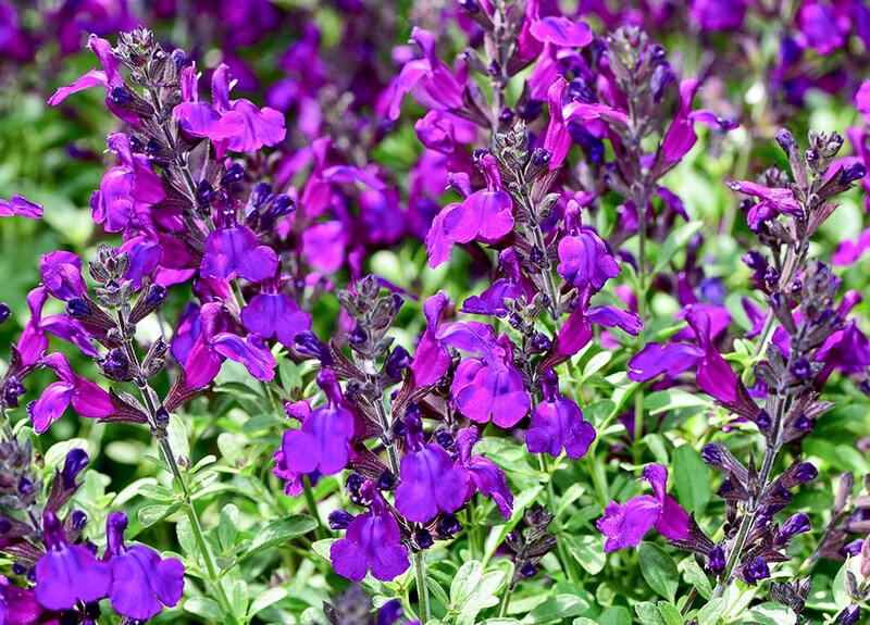 サルビア・グレッギー