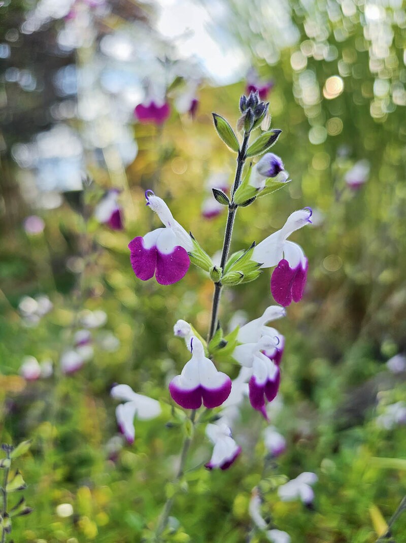 ‘アメジストリップス’
Salvia microphylla 'Amethyst Lips'
